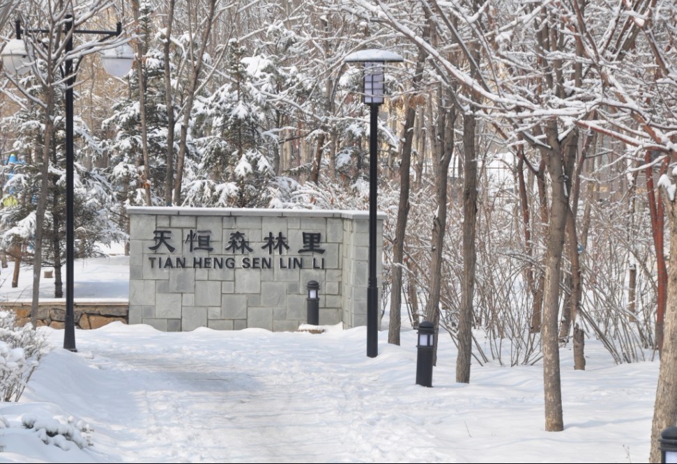 森林里的雪景